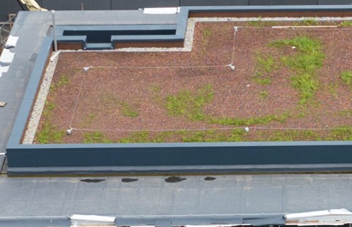 Green Roof on EcoPark House